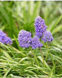 Attēlu rezultāti vaicājumam “Muscari botryoides flower”