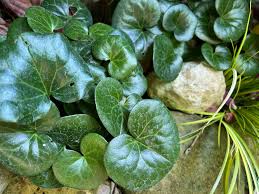 Attēlu rezultāti vaicājumam “Asarum europaeum”