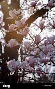 Attēlu rezultāti vaicājumam “Magnolia cylindrica”