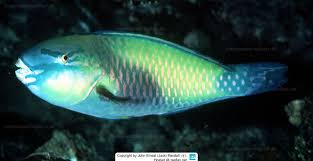 Image result for Chlorurus perspicillatus