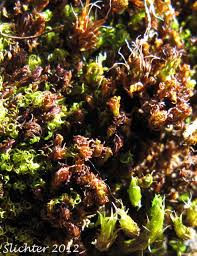 Attēlu rezultāti vaicājumam “Ceratodon purpureus”