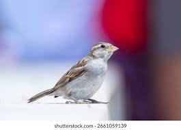 Attēlu rezultāti vaicājumam “Passer domesticus juvenile”