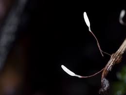 Attēlu rezultāti vaicājumam “Typhula erythropus”