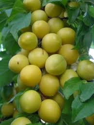 Attēlu rezultāti vaicājumam “Prunus domestica subsp. domestica”