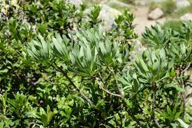 Attēlu rezultāti vaicājumam “Daphne mezereum leaf”