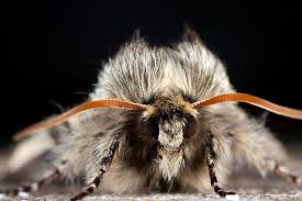 Attēlu rezultāti vaicājumam “Achlya flavicornis”