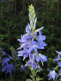 Attēlu rezultāti vaicājumam “Veronica austriaca subsp. teucrium flower”