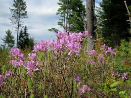 Attēlu rezultāti vaicājumam “Rhododendron canadense”