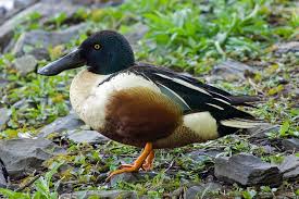 Attēlu rezultāti vaicājumam “Anas clypeata male”