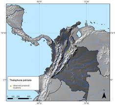 Attēlu rezultāti vaicājumam “Thelephora palmata”