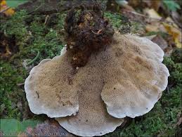 Attēlu rezultāti vaicājumam “Onnia triquetra”