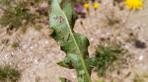 Attēlu rezultāti vaicājumam “Leontodon hispidus leaf”