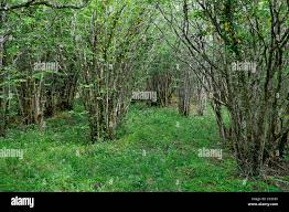 Image result for Hazel Grove