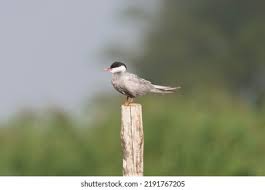 Attēlu rezultāti vaicājumam “Chlidonias hybrida”