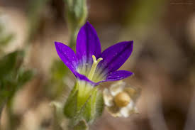 Image result for Campanula strigosa