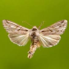 Attēlu rezultāti vaicājumam “Cucullia fraudatrix”