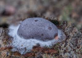 Attēlu rezultāti vaicājumam “Dictydiaethalium plumbeum”