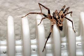 Attēlu rezultāti vaicājumam “Anyphaena accentuata”