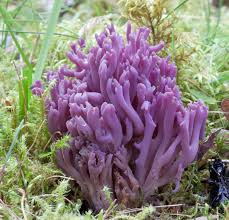 Attēlu rezultāti vaicājumam “Clavulina amethystina”