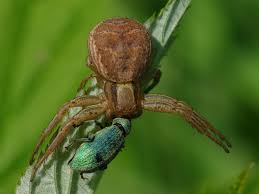 Attēlu rezultāti vaicājumam “Xysticus bifasciatus female”