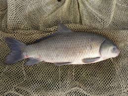 Image result for Ictiobus cyprinellus