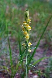 Image result for Linaria vulgaris