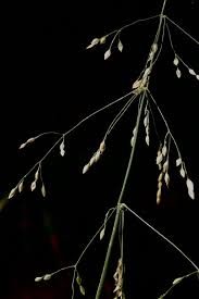 Attēlu rezultāti vaicājumam “Milium effusum leaf”