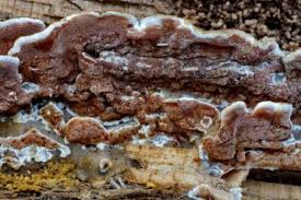 Attēlu rezultāti vaicājumam “Gloeoporus taxicola”