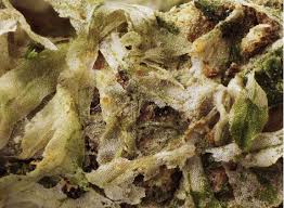 Attēlu rezultāti vaicājumam “Metzgeria furcata”