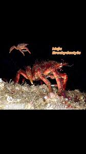 Image result for Maja brachydactyla