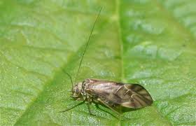 Attēlu rezultāti vaicājumam “Metylophorus nebulosus”