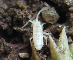 Attēlu rezultāti vaicājumam “Heteromurus nitidus”