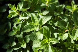 Image result for Oregano