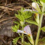 Image result for Euphrasia stricta