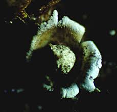 Attēlu rezultāti vaicājumam “Diderma radiatum plasmodium”