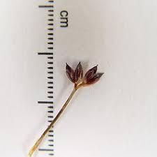 Attēlu rezultāti vaicājumam “Juncus articulatus”