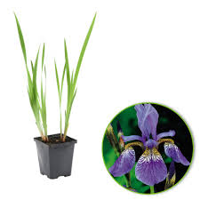 Attēlu rezultāti vaicājumam “Iris sibirica leaf”