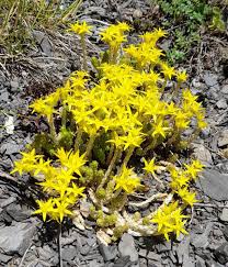Attēlu rezultāti vaicājumam “Sedum acre fruit”