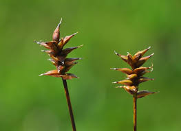 Attēlu rezultāti vaicājumam “Carex dioica”