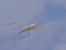 Attēlu rezultāti vaicājumam “Gerridae imago”