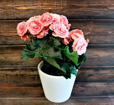 Image result for Бегония Элатиор 12х22 4601887072423