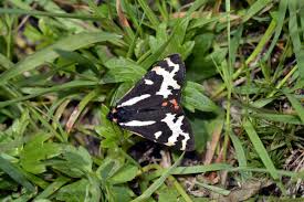 Attēlu rezultāti vaicājumam “Parasemia plantaginis”