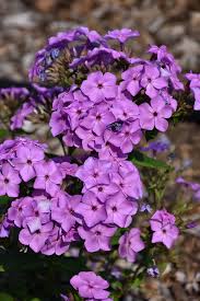 Attēlu rezultāti vaicājumam “Phlox paniculata”
