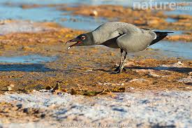 Attēlu rezultāti vaicājumam “Fuligo laevis”