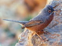 Attēlu rezultāti vaicājumam “Sylvia curruca adult”