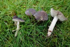 Attēlu rezultāti vaicājumam “Diderma umbilicatum macro”