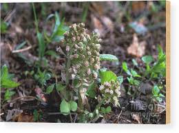 Attēlu rezultāti vaicājumam “Petasites hybridus”