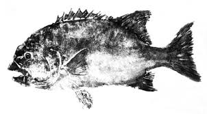 「魚拓」的圖片搜尋結果