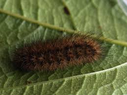 Attēlu rezultāti vaicājumam “Phragmatobia fuliginosa larva”