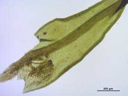 Attēlu rezultāti vaicājumam “Didymodon rigidulus sporophyte”